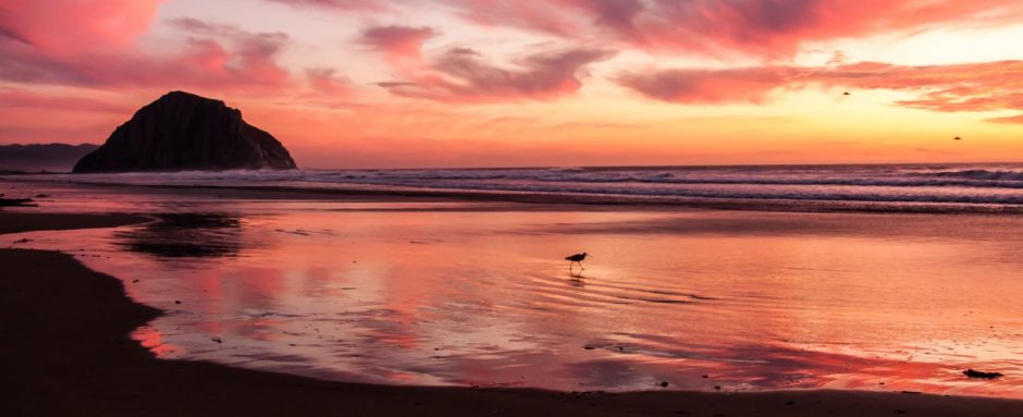 Bird in Paradise